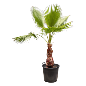 Washington Palme 1